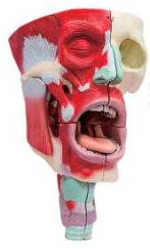 鼻、口、咽喉腔分解模型